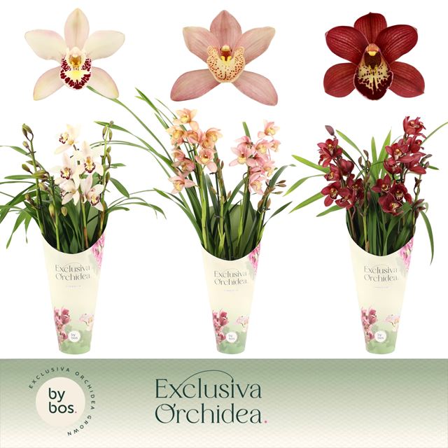 Picture of CYMBIDIUM 04-STEM MIX POTCOVER