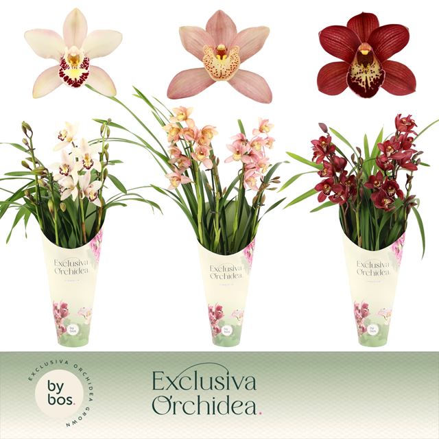 Picture of CYMBIDIUM 04-STEM MIX + COVER