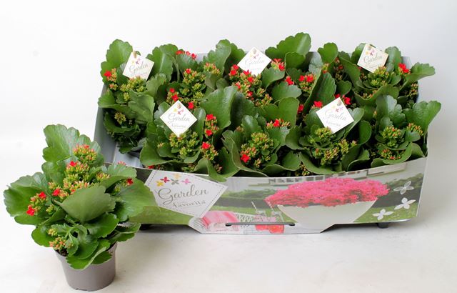 Picture of KALANCHOE GARDEN FAVORITA RED