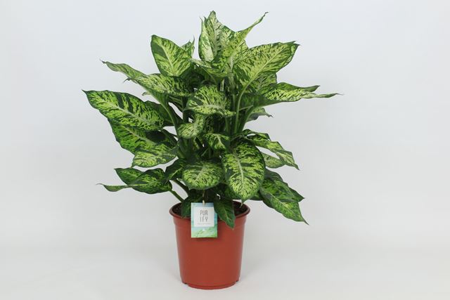 Picture of DIEFFENBACHIA SUBLIME