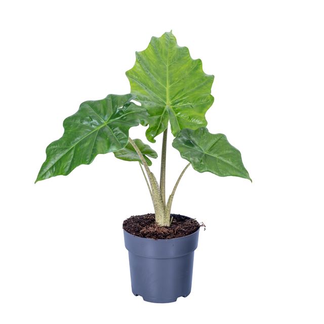 Picture of Alocasia portodora