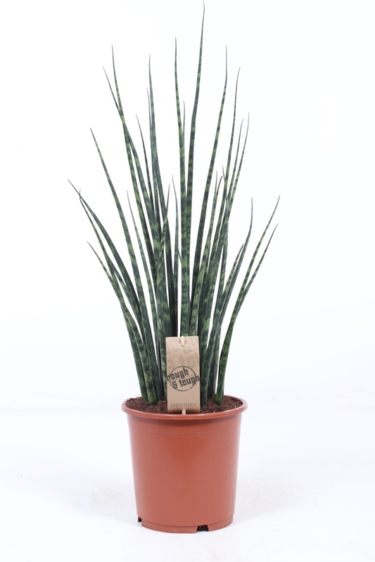 Picture of SANSEVIERIA TRIFASCIATA FERNWOOD MIKADO