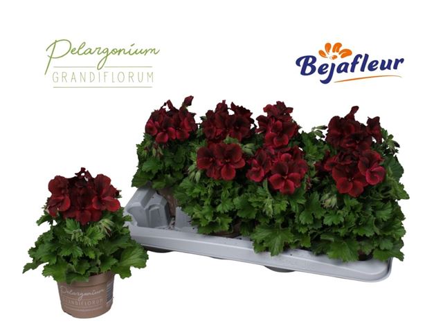 Picture of Pelargonium grandiflorum chocolate