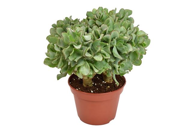 Picture of CRASSULA ARBORESCENS UNDILATIFOLIA