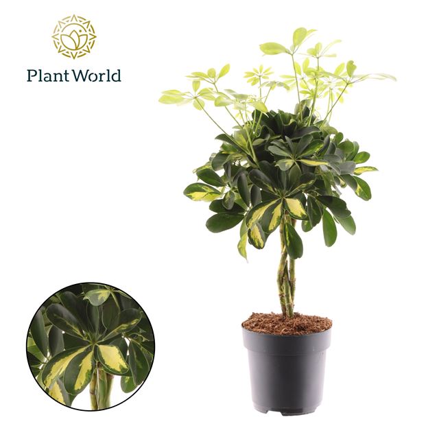 Picture of SCHEFFLERA AROBRICOLA 03PP GOLD CAPELLA BRAIDED ST