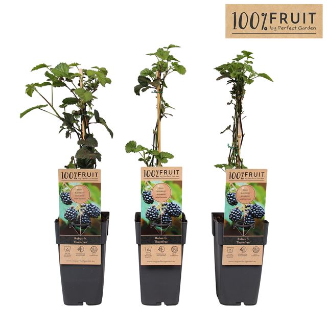 Picture of Rubus fruticosus thornfree