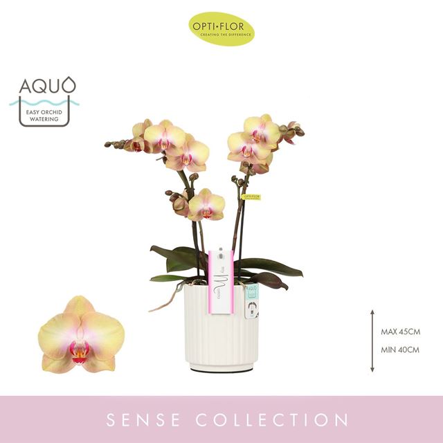 Picture of PHALAENOPSIS 02-STEM MYMONRO GLAMOUR IN CERAMIC