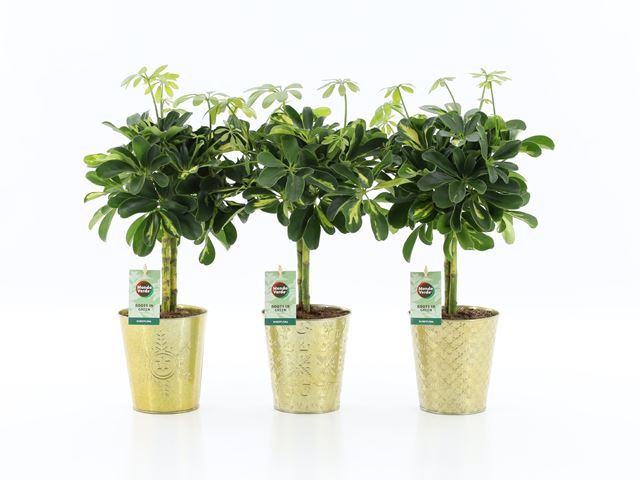 Picture of SCHEFFLERA ARBORICOLA GOLD CAPELLA IN GOLDEN CERAM