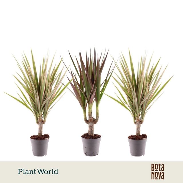 Picture of Dracaena marginata mix on stem