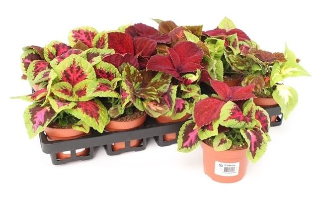 Picture of Coleus blumei wizard