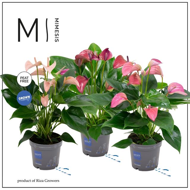 Picture of ANTHURIUM ANDREANUM MULTIFLORA MIX
