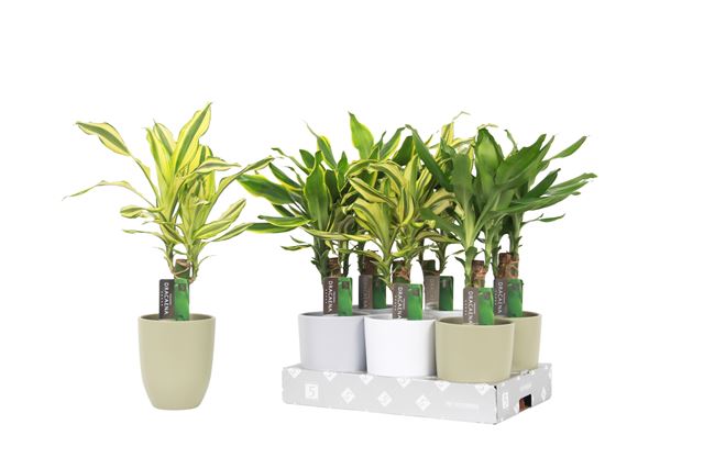 Picture of Dracaena fragrans mix in ceramic