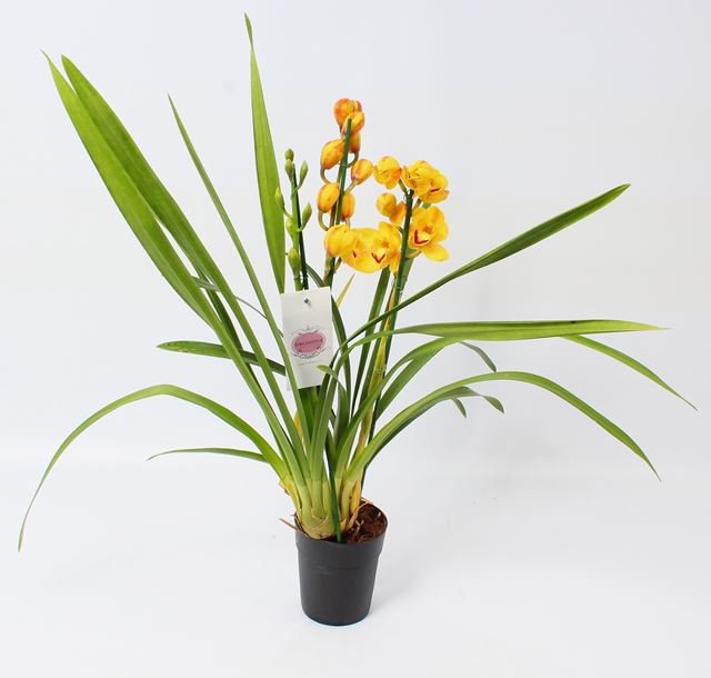 Picture of Cymbidium 03-stem yellow