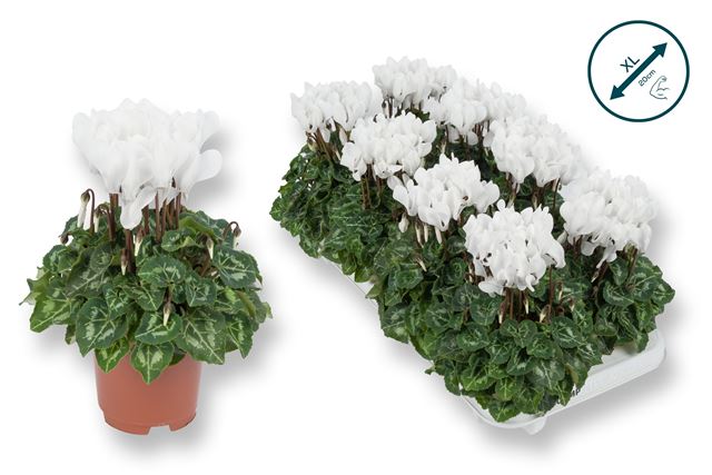 Picture of Cyclamen persicum white