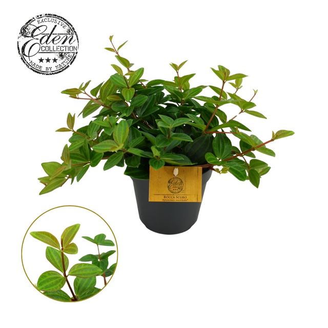 Picture of PEPEROMIA ANGULATA ROCCA SCURO