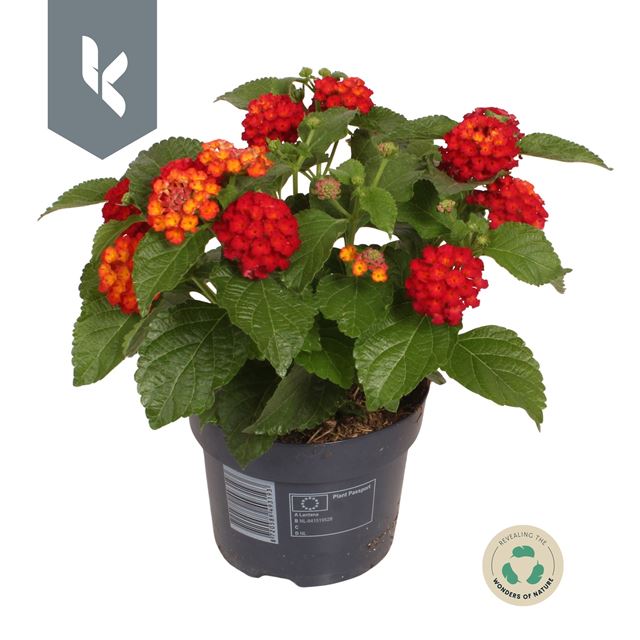 Picture of Lantana camara havana red
