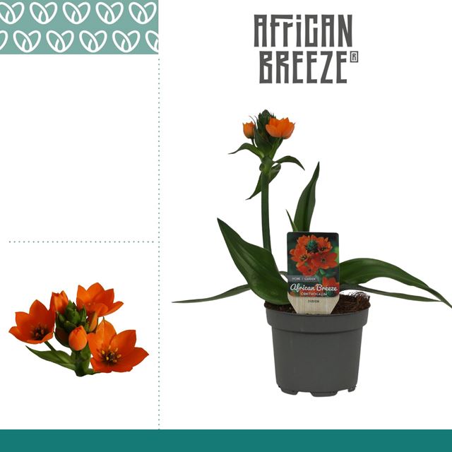 Picture of Ornithogalum dubium orange