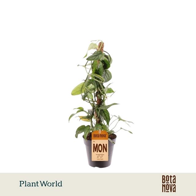 Picture of Monstera siltepecana mosspole
