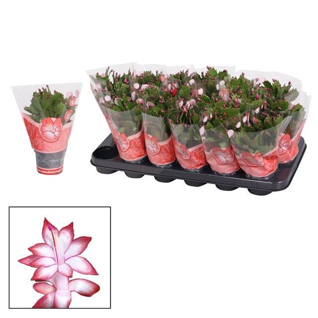 Picture of Schlumbergera red