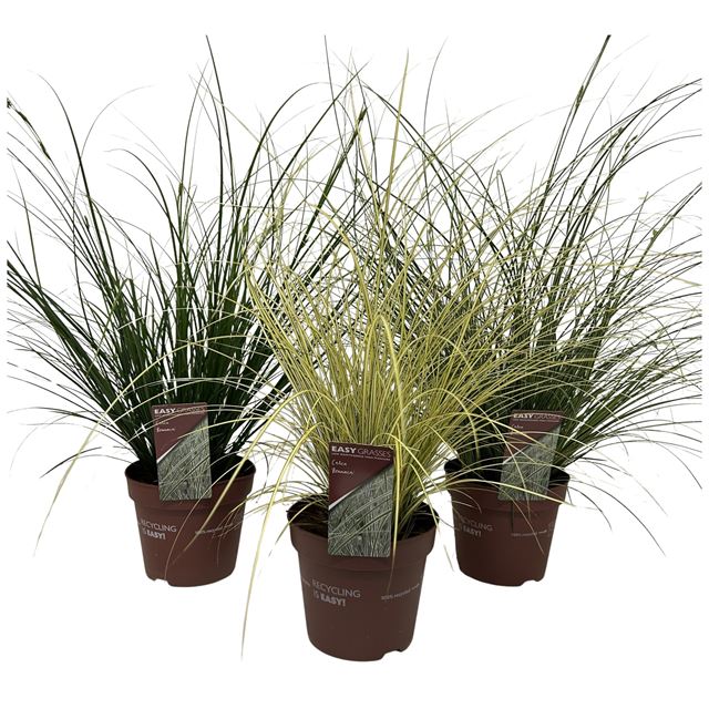Picture of Carex brunnea mix