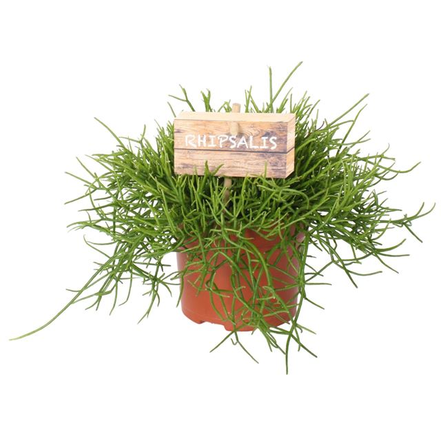Picture of Rhipsalis cassutha