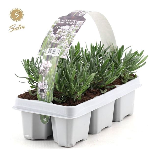 Picture of Lavandula angustifolia white 06-pack