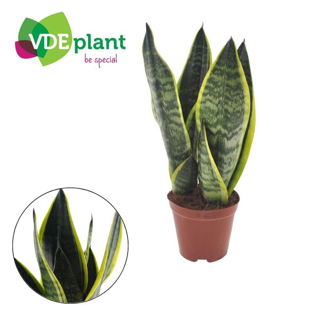 Picture of Sansevieria trifasciata futura superba