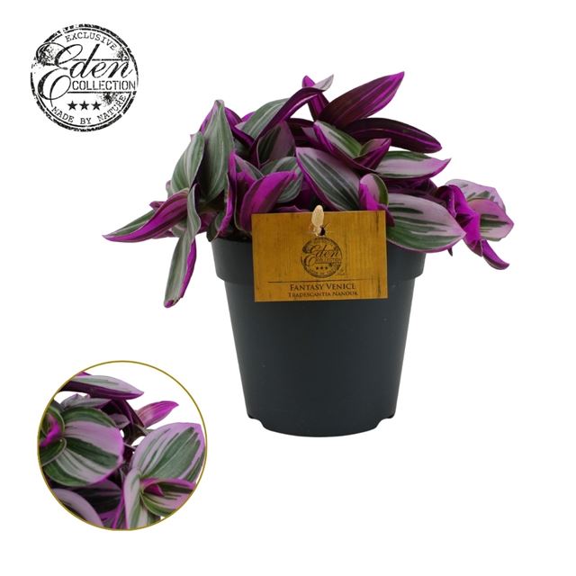 Picture of TRADESCANTIA NANOUK