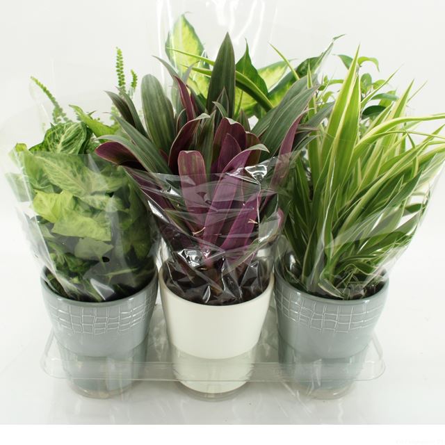 Picture of HOUSEPLANT MIX IN CERAMIC