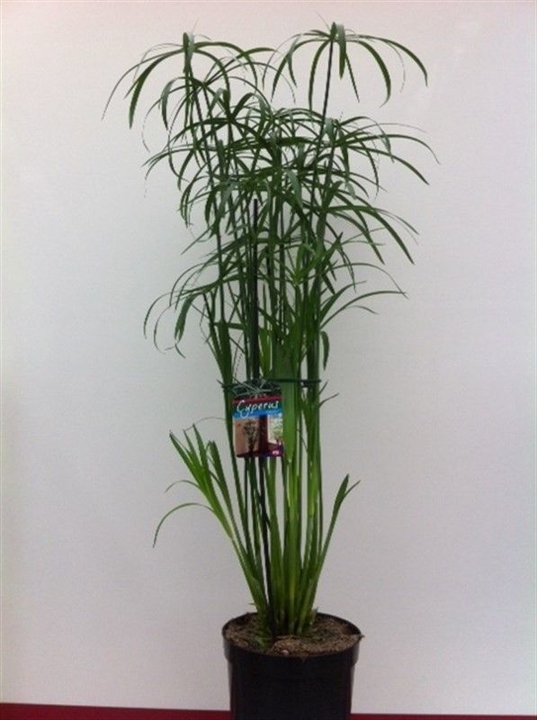 Picture of CYPERUS GLABER