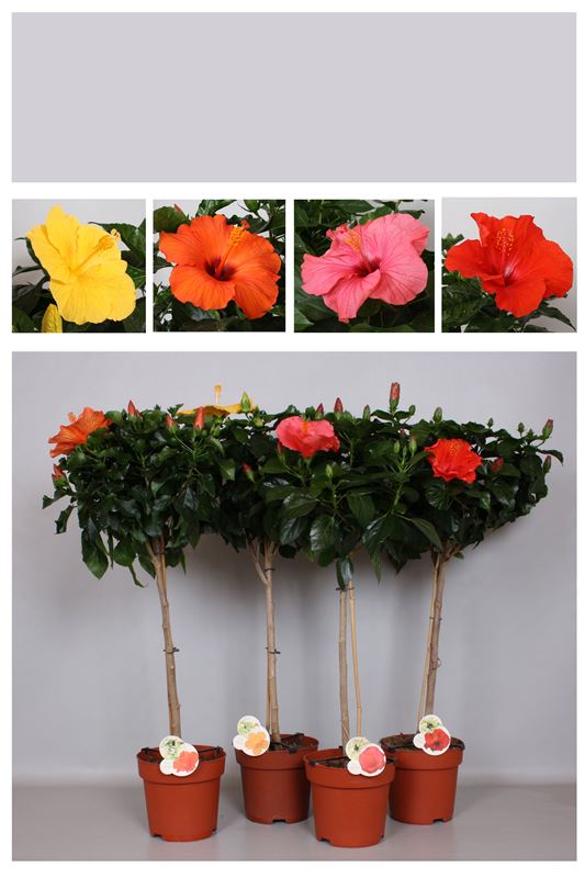 Picture of Hibiscus rosa-sinensis fiori grande mix on stem