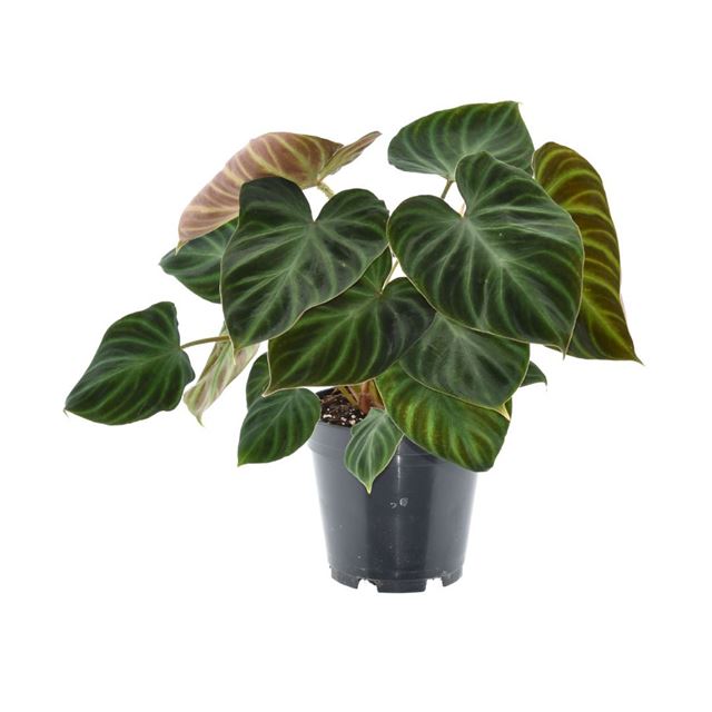 Picture of PHILODENDRON VERRUCOSUM INCENSI