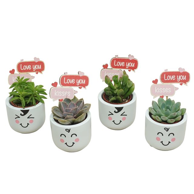 Picture of SUCCULENT MIX IN CHILD FAMILY CERAMIC + DECO