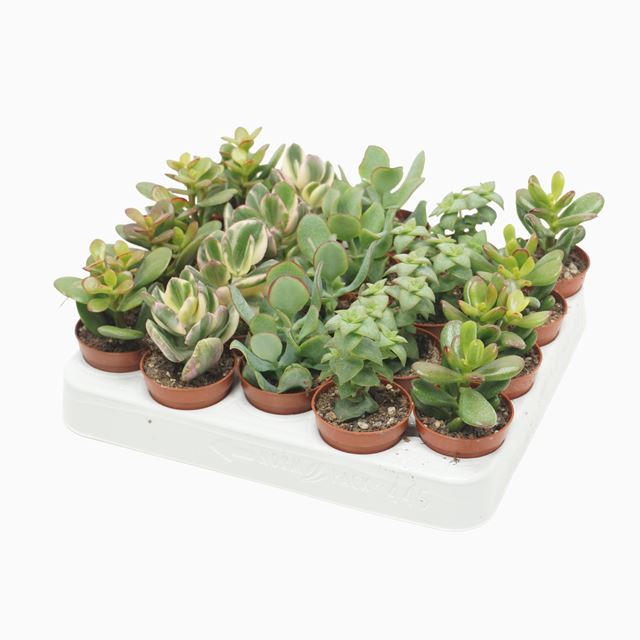 Picture of CRASSULA MIX 