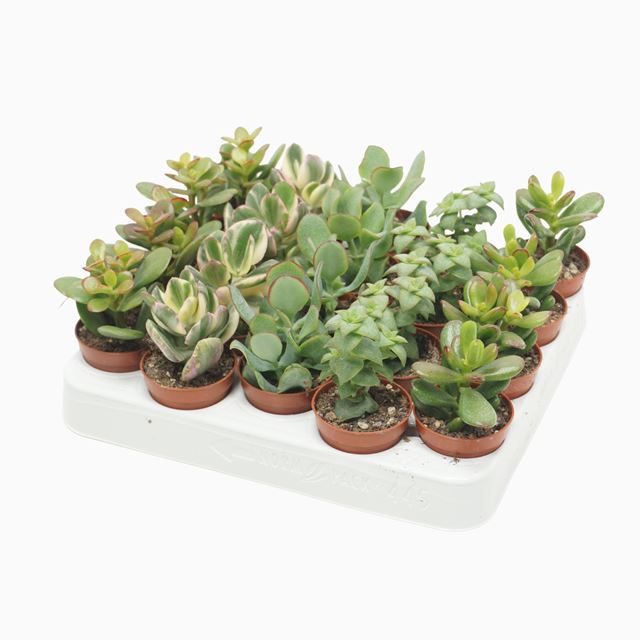 Picture of CRASSULA MIX 