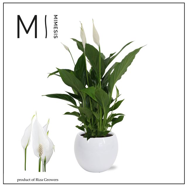 Picture of Spathiphyllum ceramic