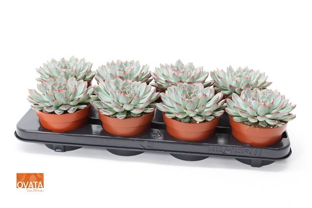 Picture of ECHEVERIA PULIDONIS