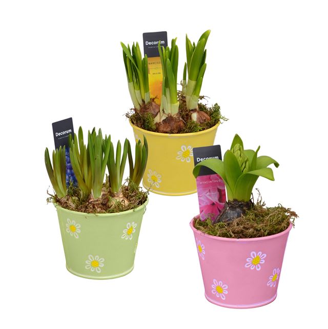 Picture of Bulbs mix zinc daisy