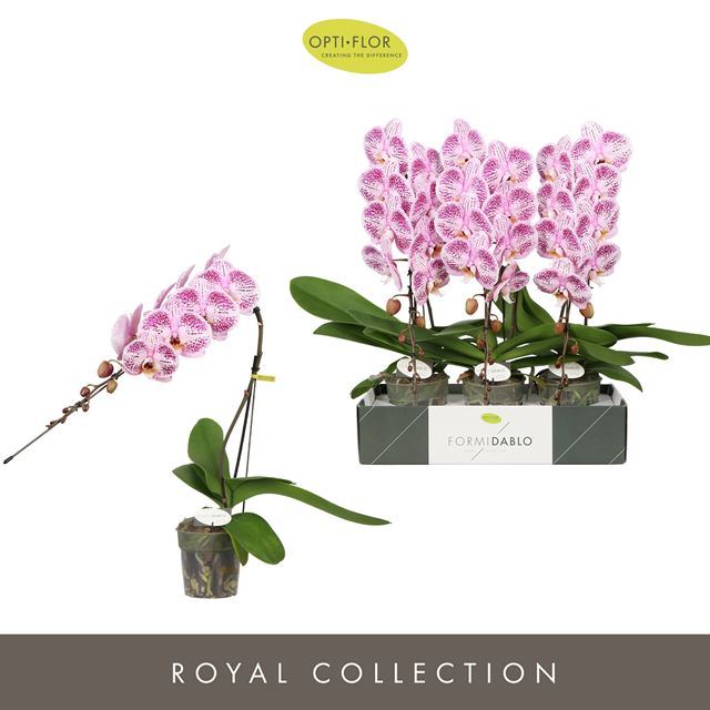 Picture of PHALAENOPSIS 01- STEM FORMIDABLO IGUAZU FALLS
