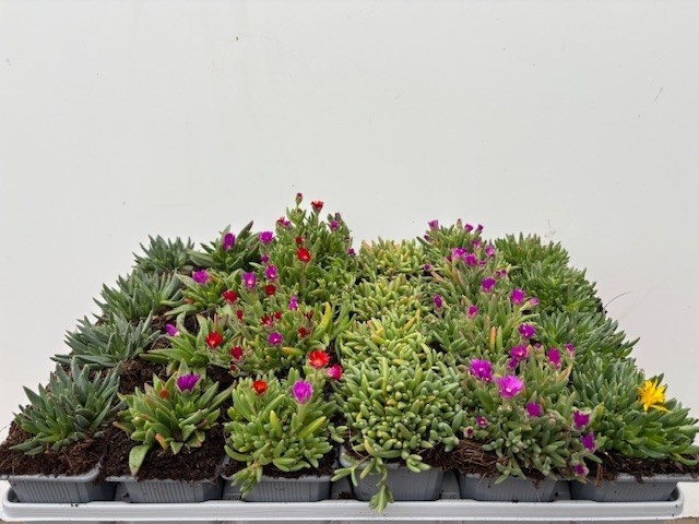 Picture of Delosperma mix