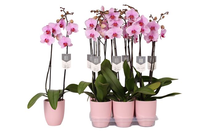 Picture of PHALAENOPSIS 02-STEM WASHINGTON IN CERAMIC