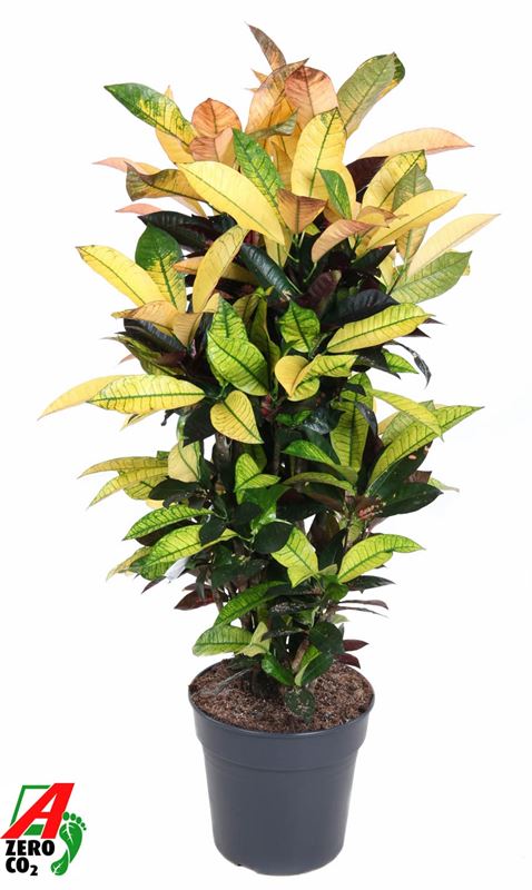 Picture of Codiaeum variegatum mrs iceton branched
