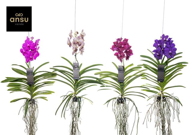 Picture of VANDA BIGFLOWERED MIX