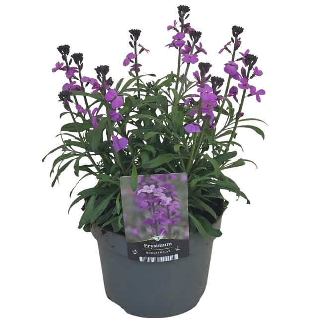 Picture of Erysimum linifolium bowles mauve