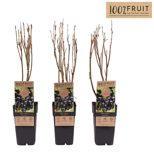 Picture of Ribes nigrum ben nevis