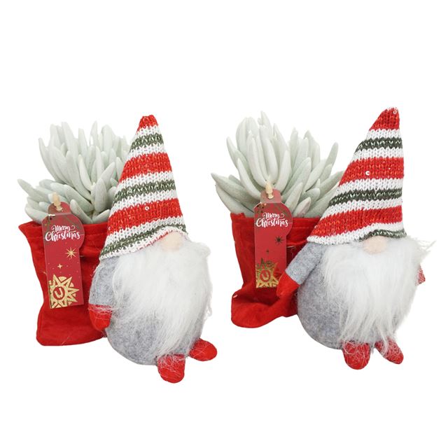 Picture of SENECIO MONT BLANC IN FELT XMAS GNOME