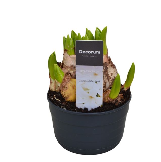 Picture of HYACINTHUS MULTIFLORA WHITE