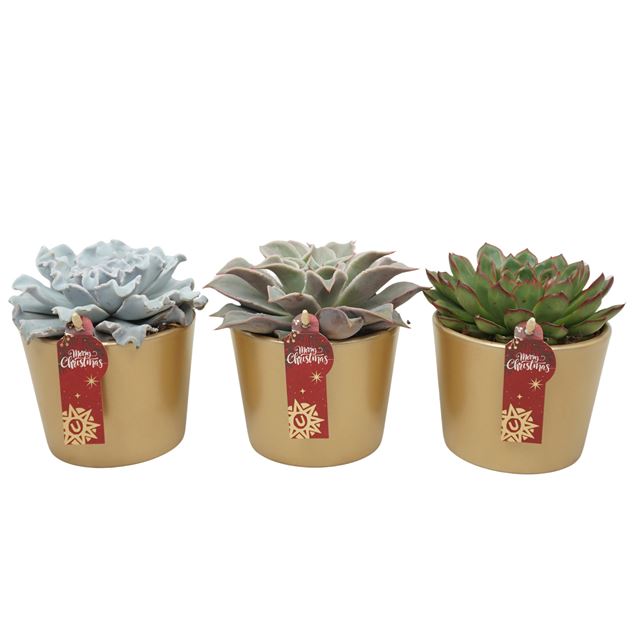 Picture of ECHEVERIA MIX IN GOLDEN XMAS CERAMIC
