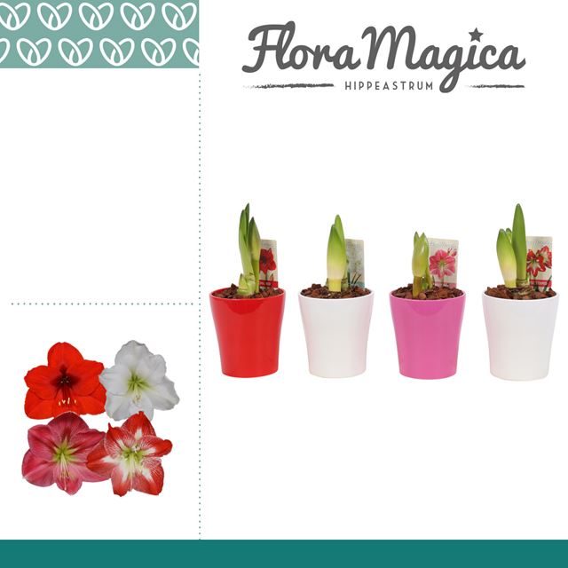 Picture of HIPPEASTRUM 02-FL MIX IN COLOURED CERAMIC