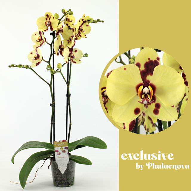 Picture of PHALAENOPSIS 02-STEM ROMEE